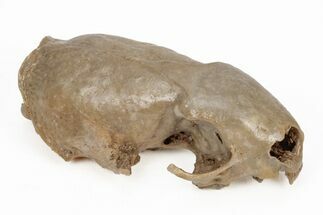 Lower Pleistocene Ferret (Martellictis?) Skull - France #218723