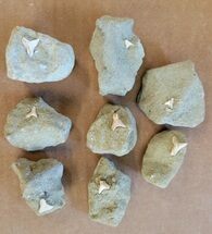 Clearance Lot: Fossil Shark Teeth On Sandstone - California #223742
