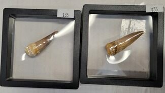 Pair of Fossil Spinosaurus Teeth - Real Dinosaur Teeth #225552