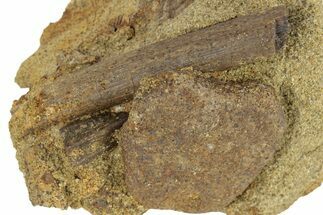 Sandstone With Hadrosaur Tooth, Tendon & Bone - Wyoming #227488