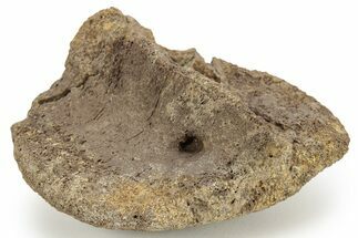 Hadrosaur (Edmontosaurus) Calcaneum (Heel Bone) - Wyoming #229173