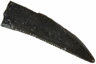 Partial Serrated, Triassic Reptile (Postosuchus?) Tooth - Arizona #231207