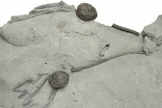 Plate of Silurian Cystoid (Caryocrinites) Fossils - New York #232152