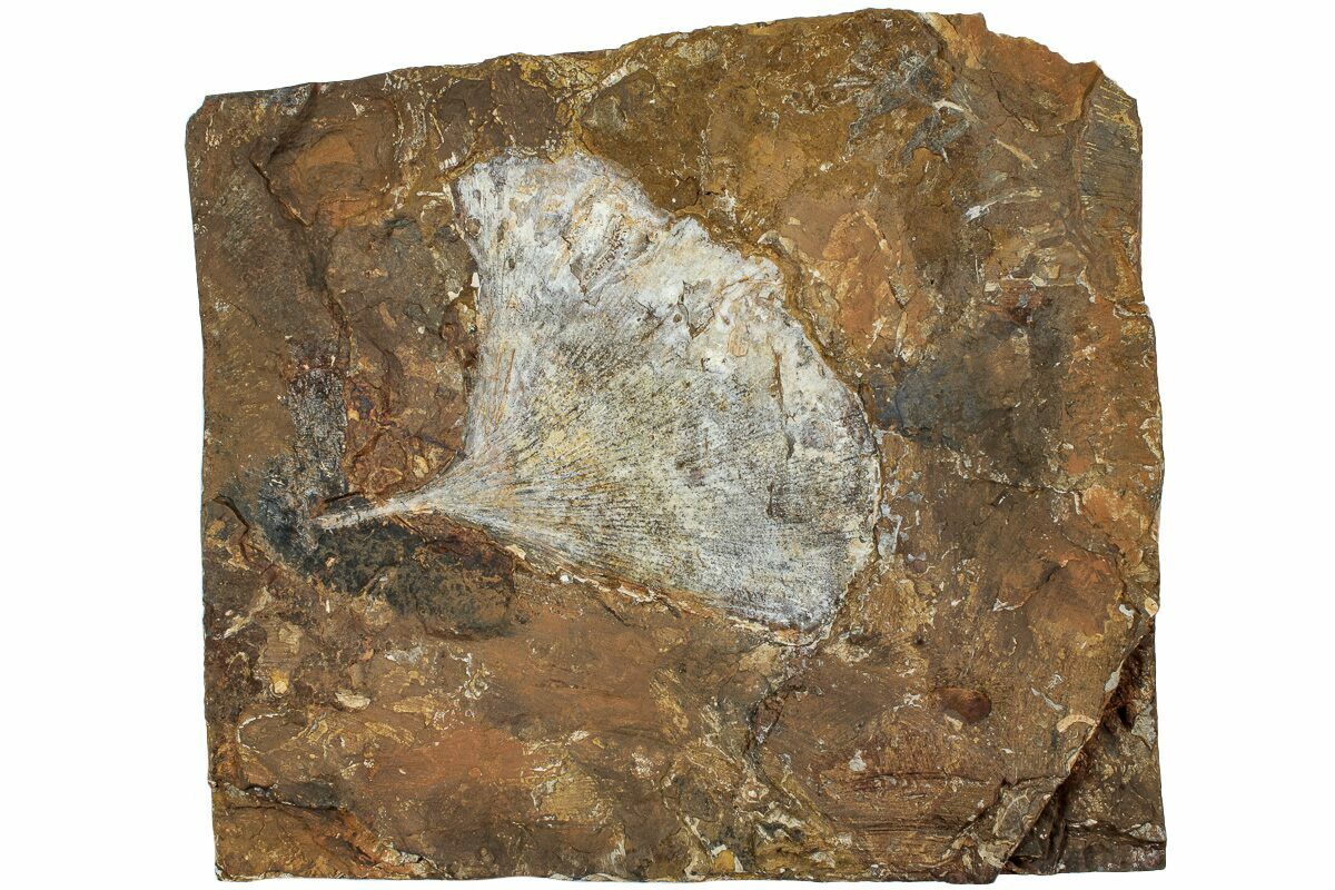 Fossil Ginkgo Leaf From North Dakota Paleocene For Sale