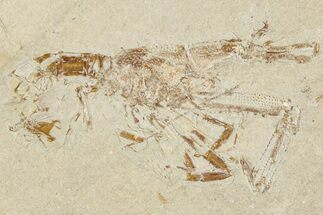 Cretaceous Shrimp Fossil With Incredible Detail - Lebanon #235580
