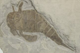 Eurypterus (Sea Scorpion) Fossil - New York #236970