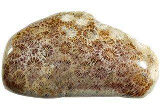 Polished Fossil Coral Head - Indonesia #237499