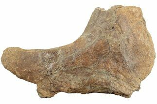 Partial Dinosaur (Triceratops) Rib Head - North Dakota #237653