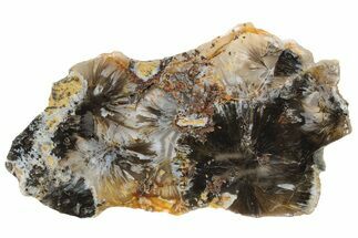 Saddle Rim Sagenite Agate Slab - Gary Buss Claim, Oregon #184803