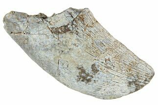 Megalosaurid Dinosaur (Afrovenator) Tooth - Niger #241146