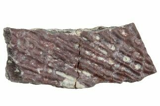 Triassic Amphibian (Metoposaurus) Scute Section - Arizona #241470