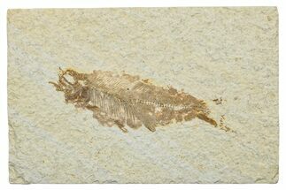 Very Rare Fossil Mooneye Fish (Eohiodon) - Wyoming #244628