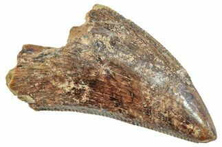 Partial, Serrated Tyrannosaur Tooth - Montana #245910