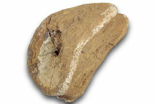 Fossil Dinosaur Phalanx (Toe) Bone - Montana #246233
