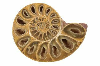 Jurassic Cut & Polished Ammonite Fossil (Half) - Madagascar #239518
