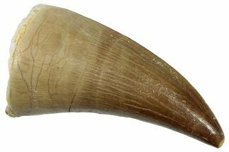 Fossil Mosasaur (Eremiasaurus) Tooth - Morocco #247873