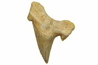 Fossil Shark Tooth (Otodus) - Morocco #248016