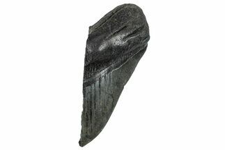 Partial, Fossil Megalodon Tooth - South Carolina #248411