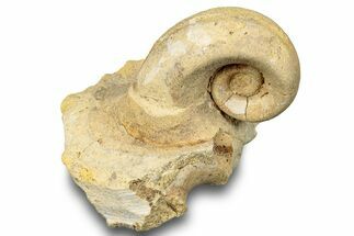 Ordovician Gastropod Fossil (Salpingostoma) - Wisconsin #248609