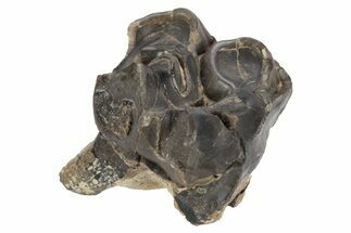 Fossil Eocene Mammal (Plagiolophus) Molar - France #248660