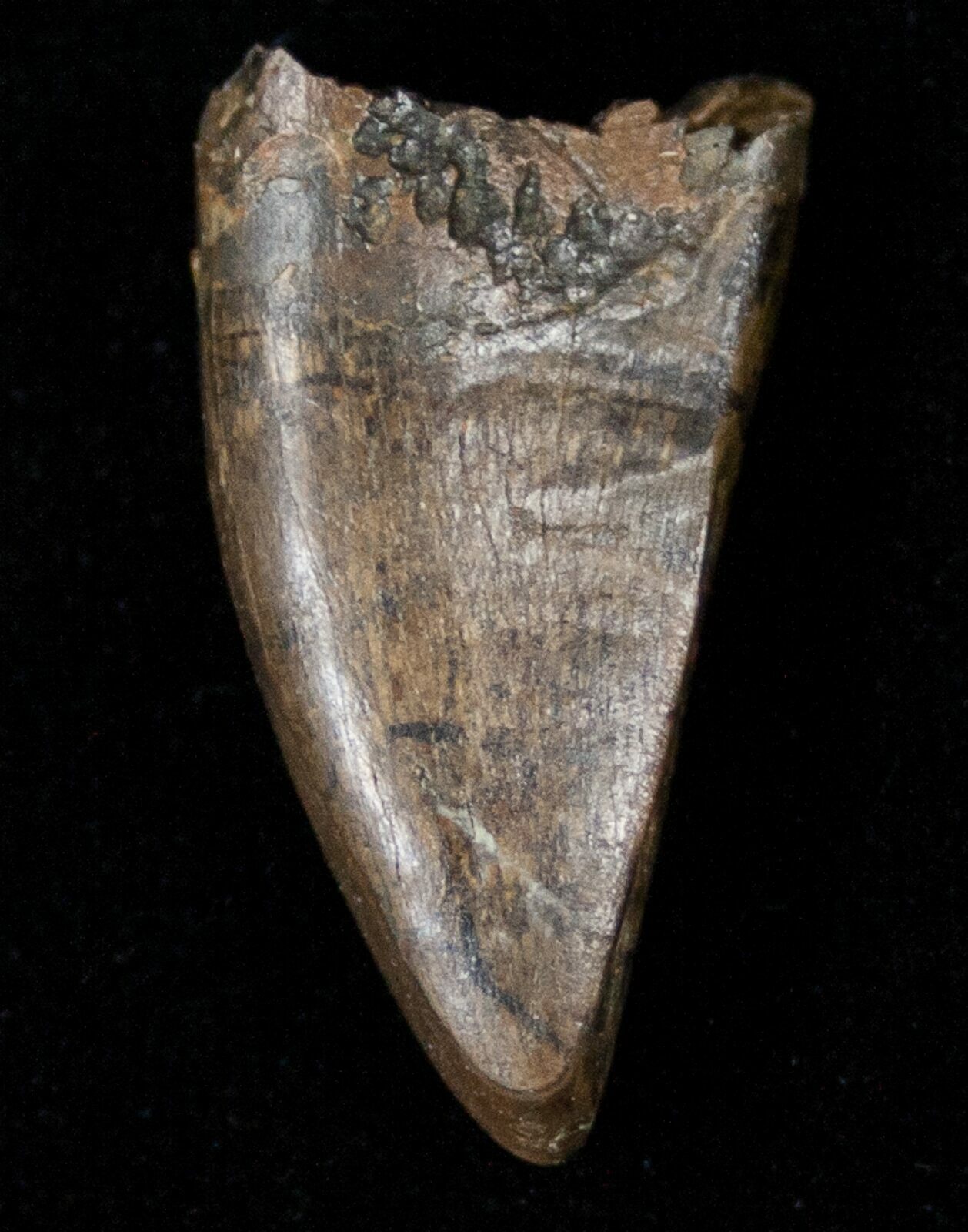 Tyrannosaur Premax Tooth Aublysodon Montana For Sale