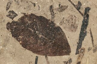 Fossil Plant (Fagopsis undulata) Plate - McAbee, BC #248778
