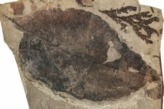 Fossil Plant (Fagus, Chamaecyparis) Plate - McAbee, BC #248793