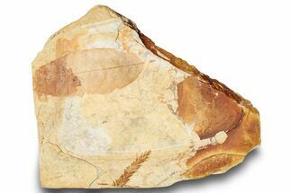 Fossil Plant (Fagus, Metasequoia) Plate - McAbee, BC #248795