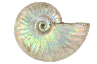 / Silver Iridescent Ammonite Fossils #249232