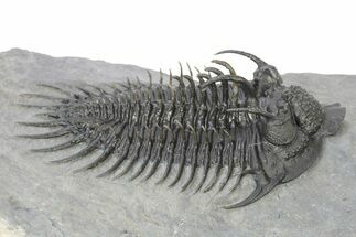 Spiny Comura Trilobite - Very Large Specimen #251441
