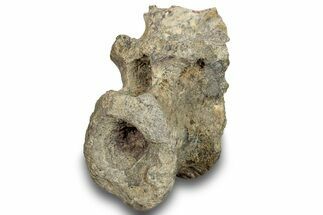 Fossil Synapsid (Dimetrodon) Vertebra - Texas #251364