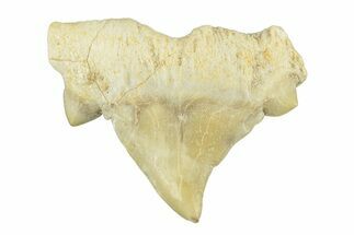 Pathological Otodus Shark Tooth - Morocco #252475