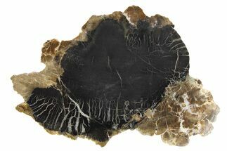 Triassic Petrified Wood (Conifer) Slab - Circle Cliffs, Utah #253310