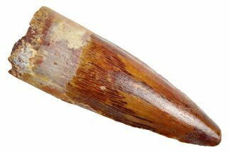 Fossil Spinosaurus Tooth - Gorgeous Tooth #253498