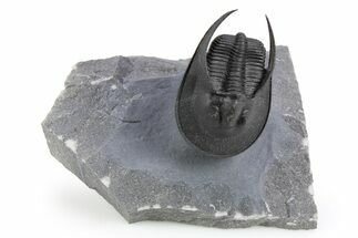 Flying Scotoharpes Trilobite - Top Quality Specimen #253572