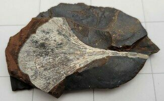 Ginkgo Leaf From North Dakota - Paleocene #253843