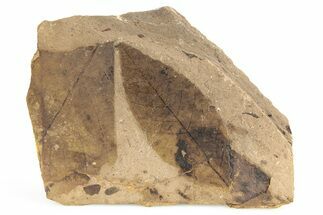Fossil Leaf (Alnus?) Plate - McAbee, BC #253993