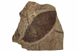 Fossil Plant (Alnus) Plate - McAbee, BC #253959
