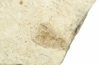 Fossil Beetle (Carabidae?) - Bois d’Asson, France #254208