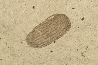 Fossil Beetle (Coleoptera) Elytron - Bois d’Asson, France #254219