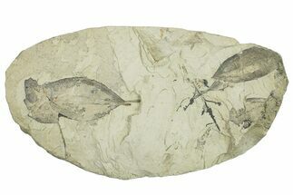 Miocene Fossil Leaf Plate - Augsburg, Germany #254147