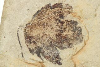 Fossil Leaf (Acer) - France #254221