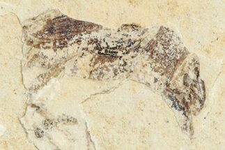 Fossil True Weevil (Curculionidae) Beetle - France #254578