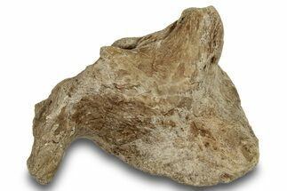 Fossil Mosasaur (Platecarpus) Skull Fragment - Kansas #254619