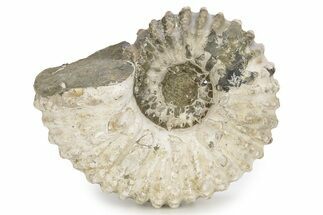 Bumpy Ammonite (Douvilleiceras) Fossil - Madagascar #254917