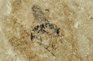 Fossil Fly (Phoridae) - France #254298