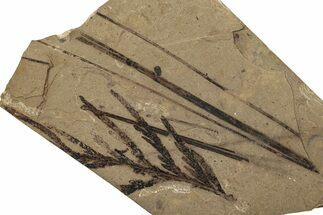 Conifer Fossil Plate - McAbee, BC #255578