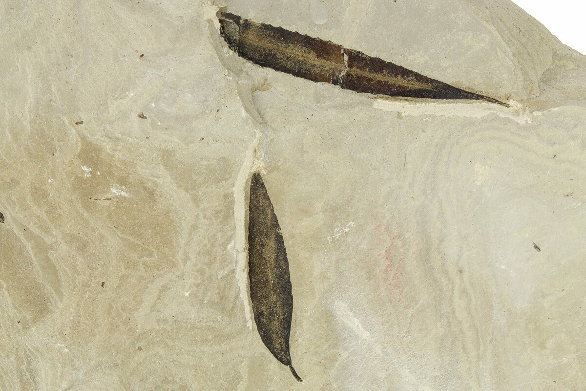 Two Fossil Willow Leaves Salix Green River Formation Utah