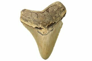 Fossil Megalodon Tooth - North Carolina #257964