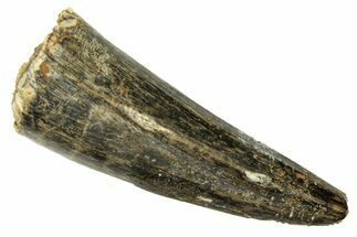 Fossil Spinosaurus Premax Tooth - Real Dinosaur Tooth #257472